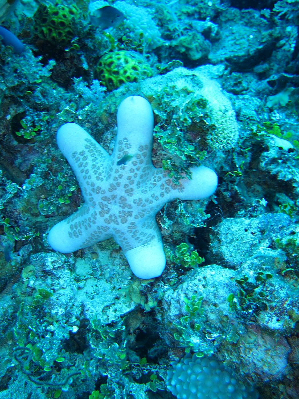 Outer Reef, West Side 4