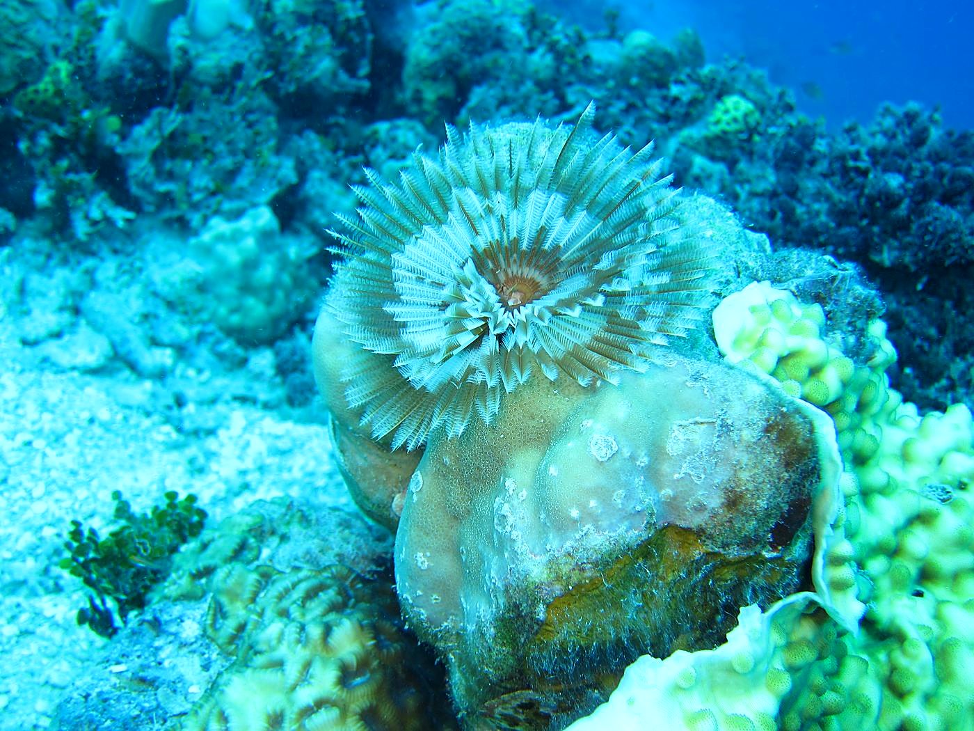 Outer Reef, West Side 5