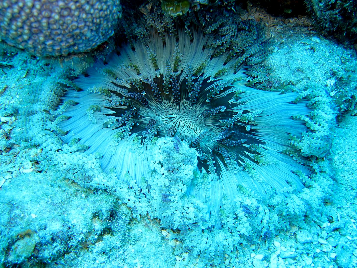 Outer Reef, West Side 6