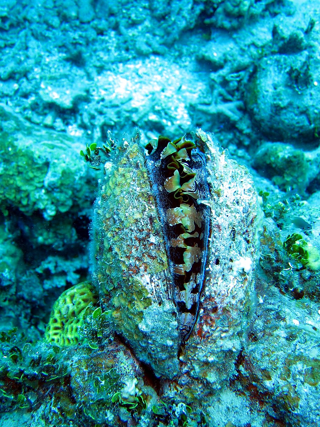 Outer Reef, West Side 8