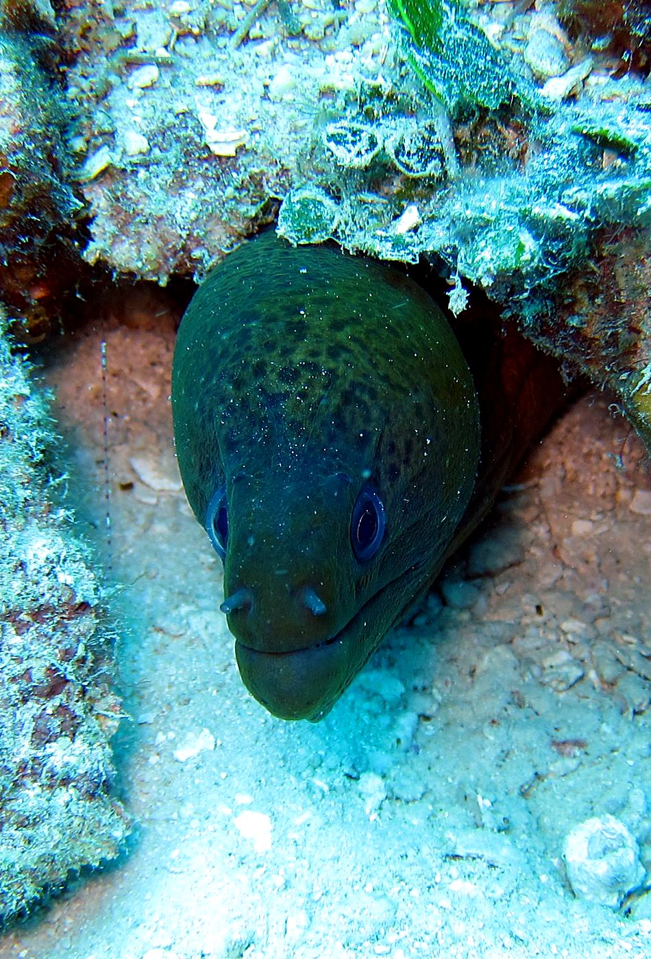Outer Reef, West Side 9
