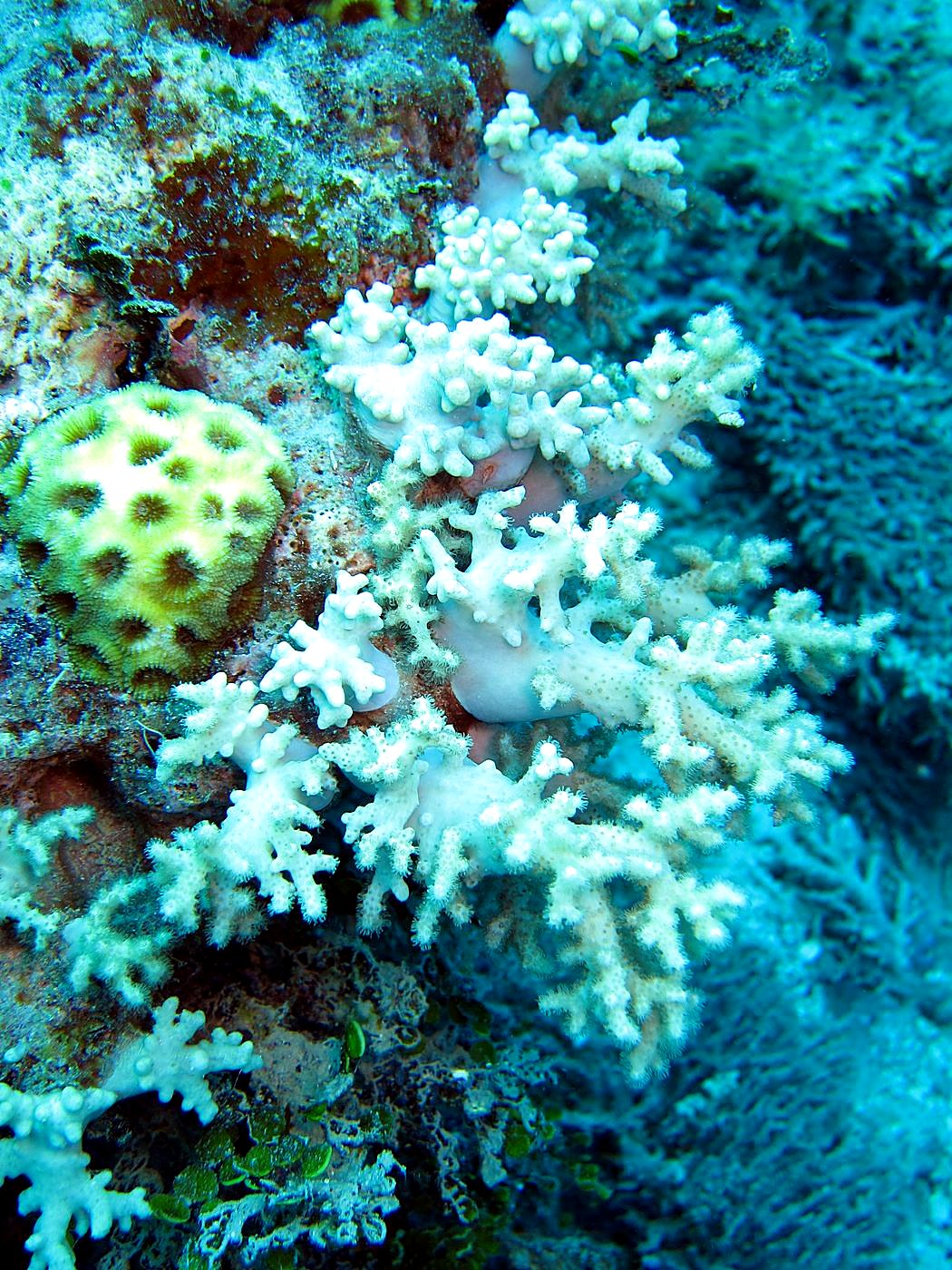 Outer Reef, West Side 10