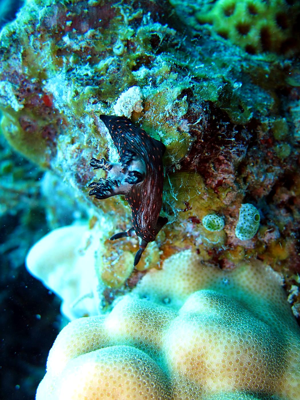 Outer Reef, West Side 11