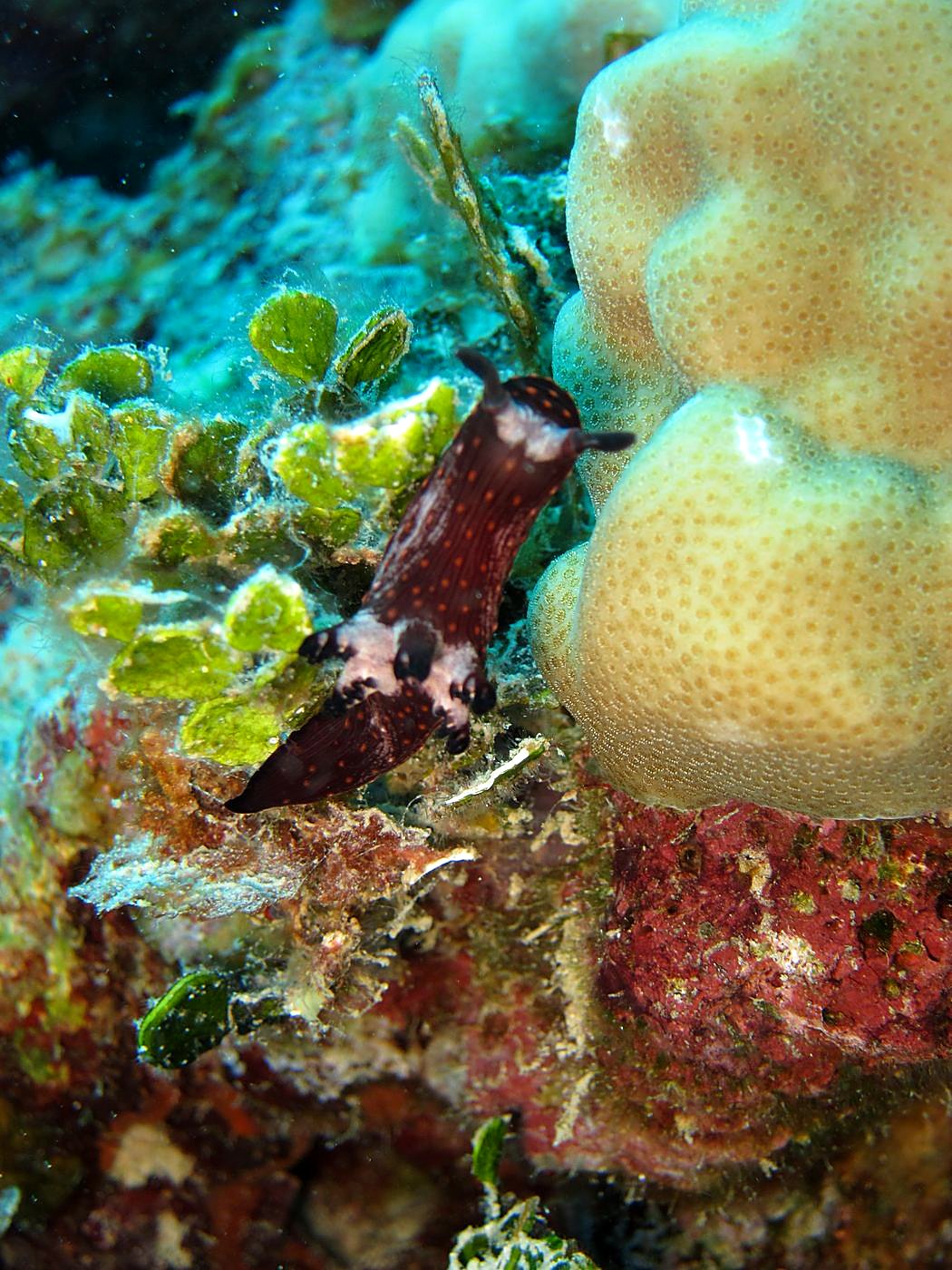 Outer Reef, West Side 12