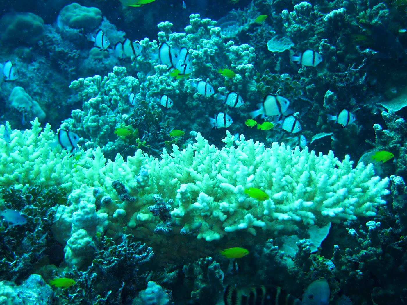 Outer Reef, West Side 14