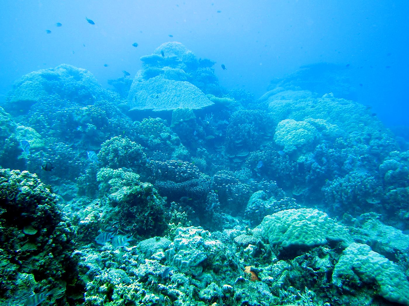 Outer Reef, West Side 15