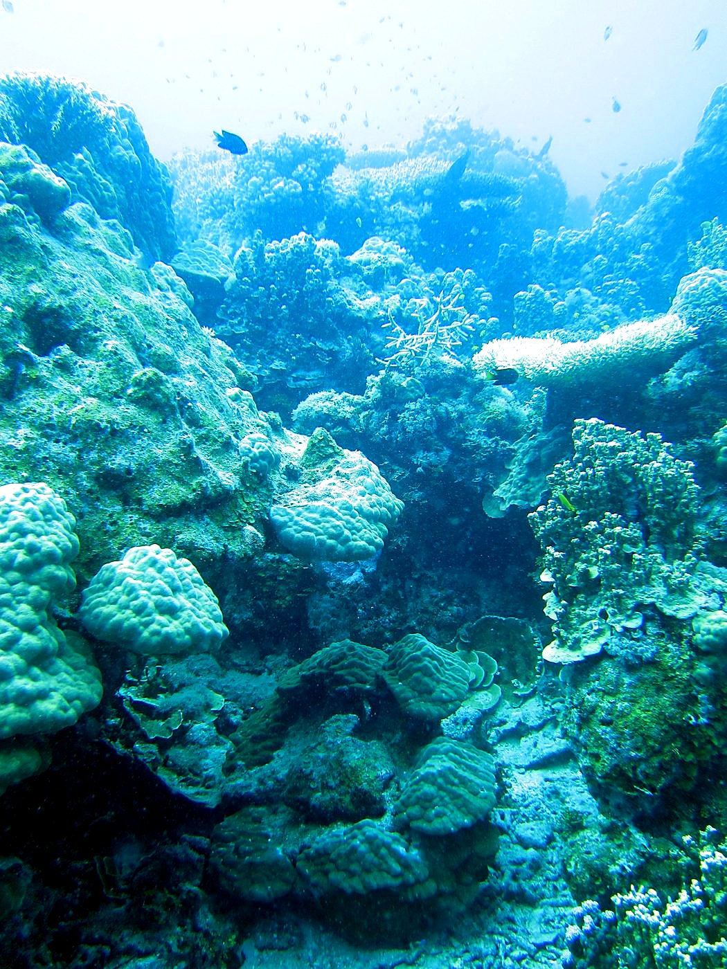 Outer Reef, West Side 16