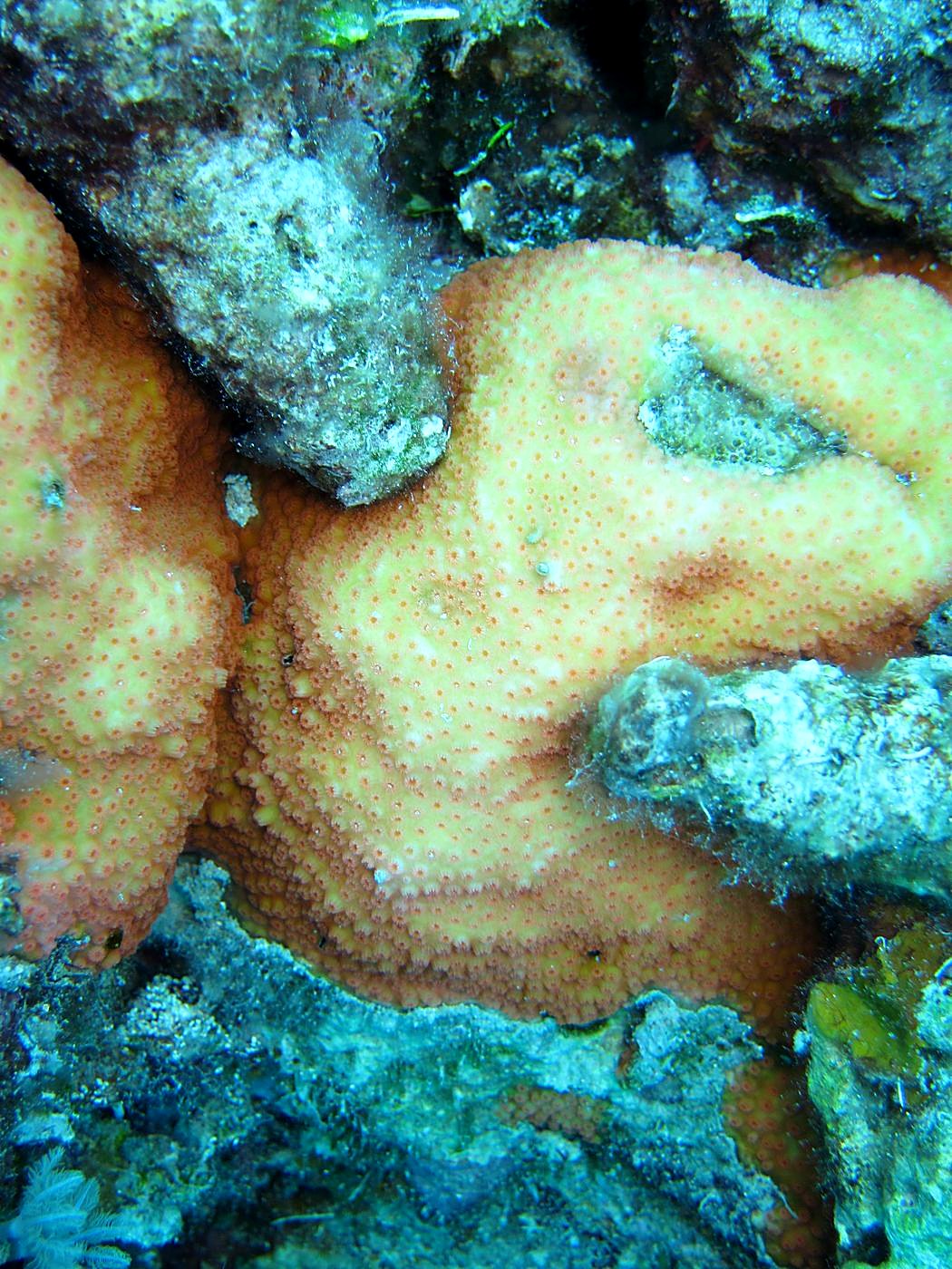 Outer Reef, West Side 17