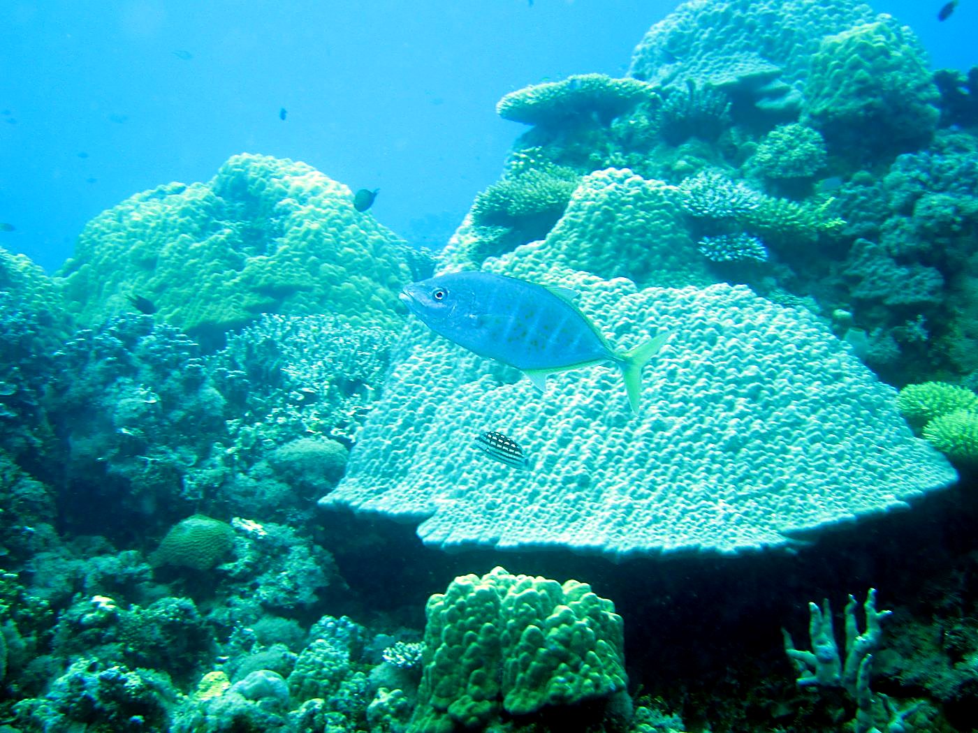 Outer Reef, West Side 18