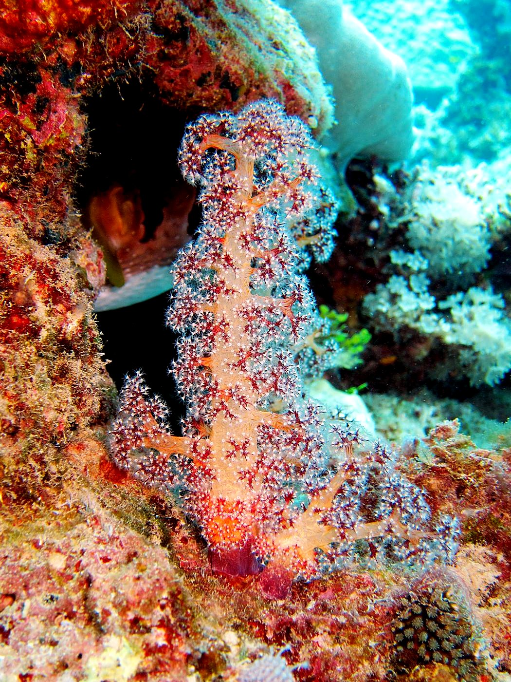 Outer Reef, West Side 19