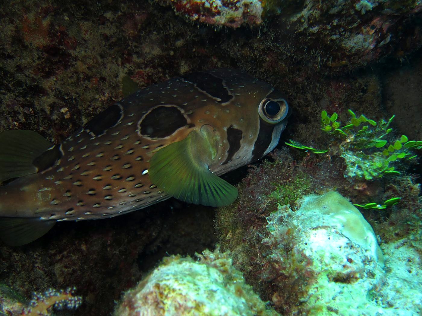 Outer Reef, West Side 20