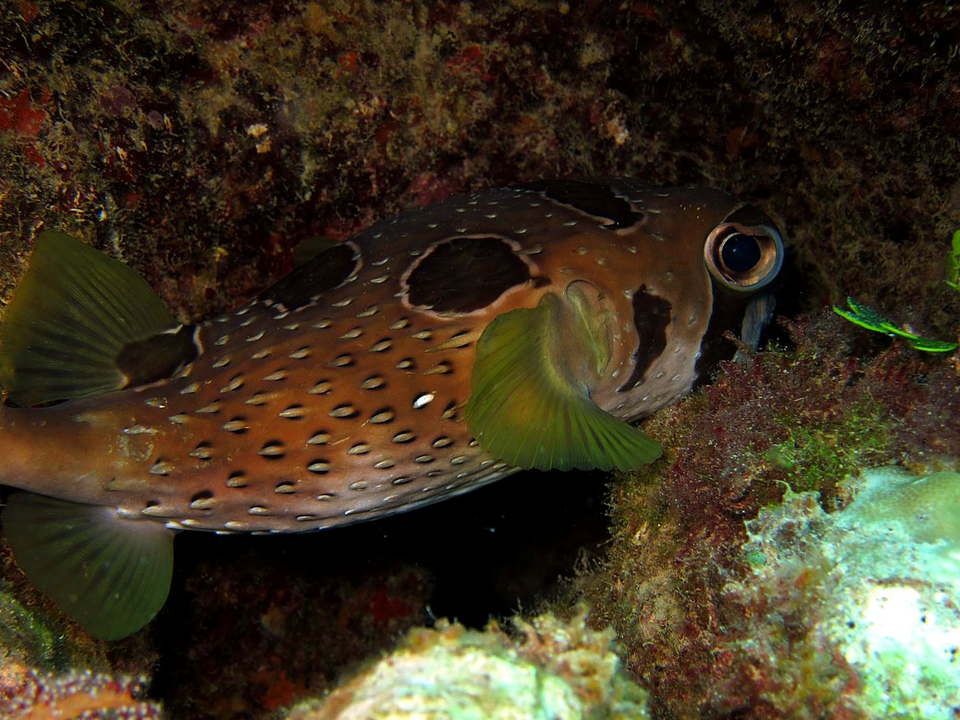 Outer Reef, West Side 21