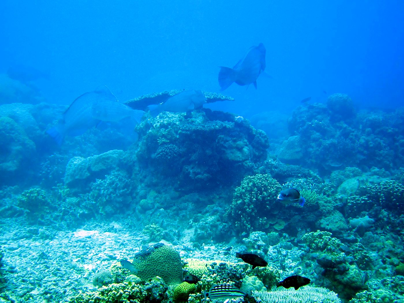 Outer Reef, West Side 22