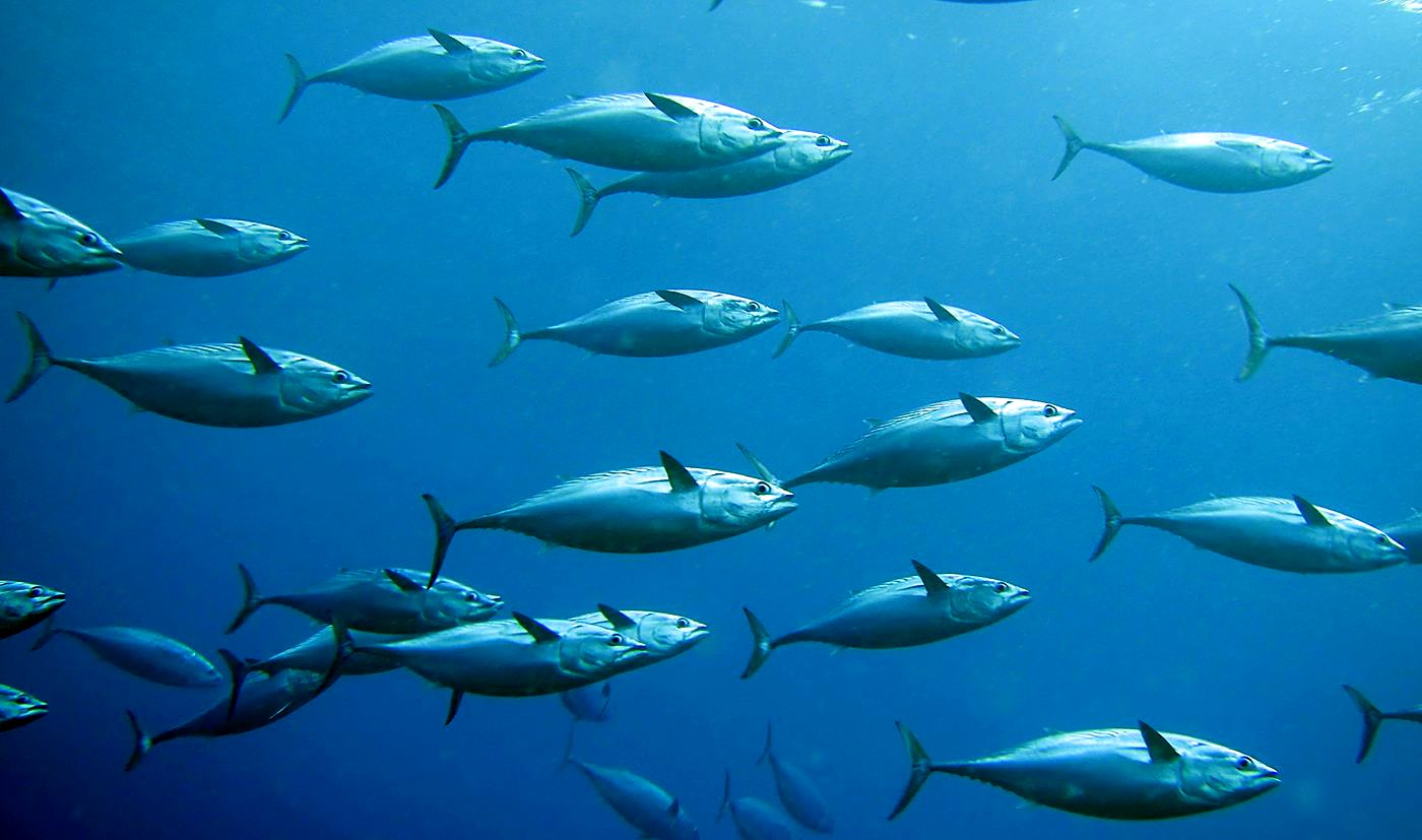 Outer Reef, West Side 23
