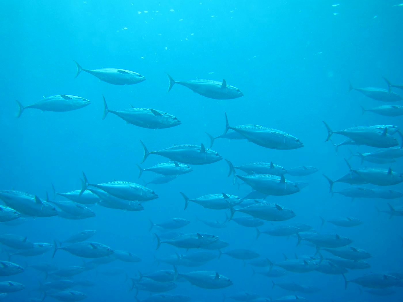 Outer Reef, West Side 24