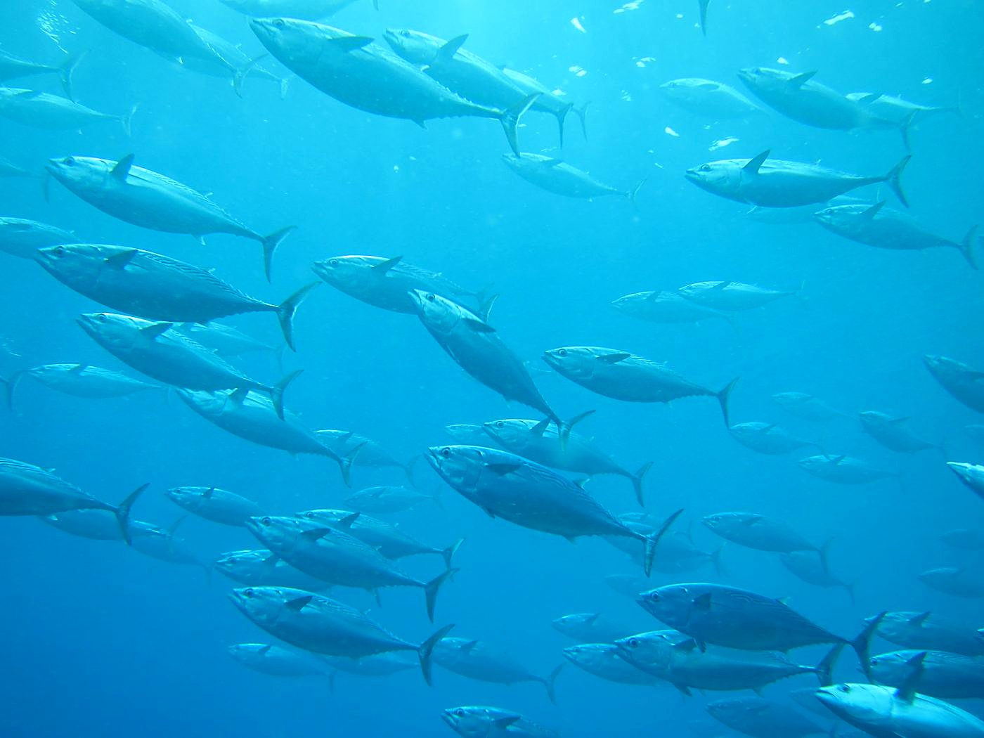Outer Reef, West Side 25