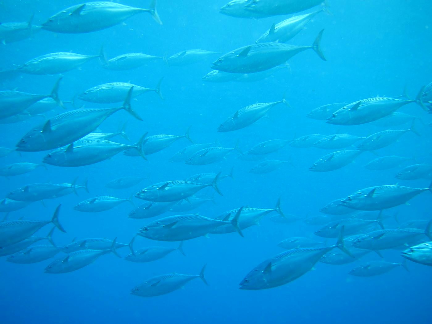 Outer Reef, West Side 26