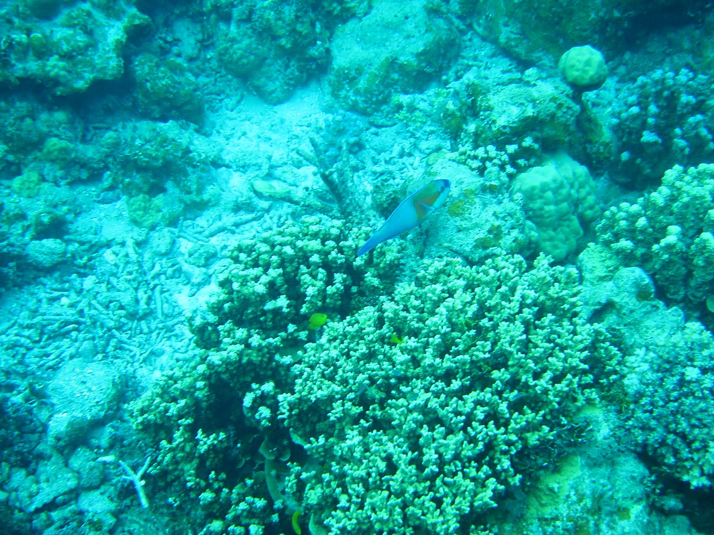 Outer Reef, West Side 27