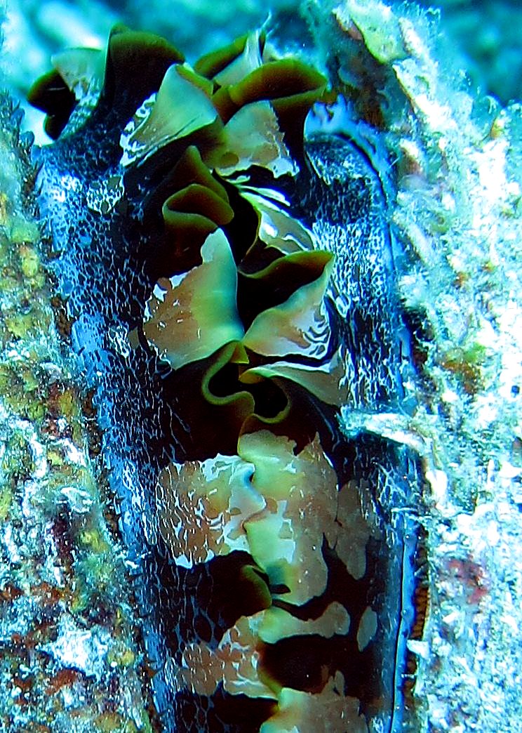 Outer Reef, West Side 28