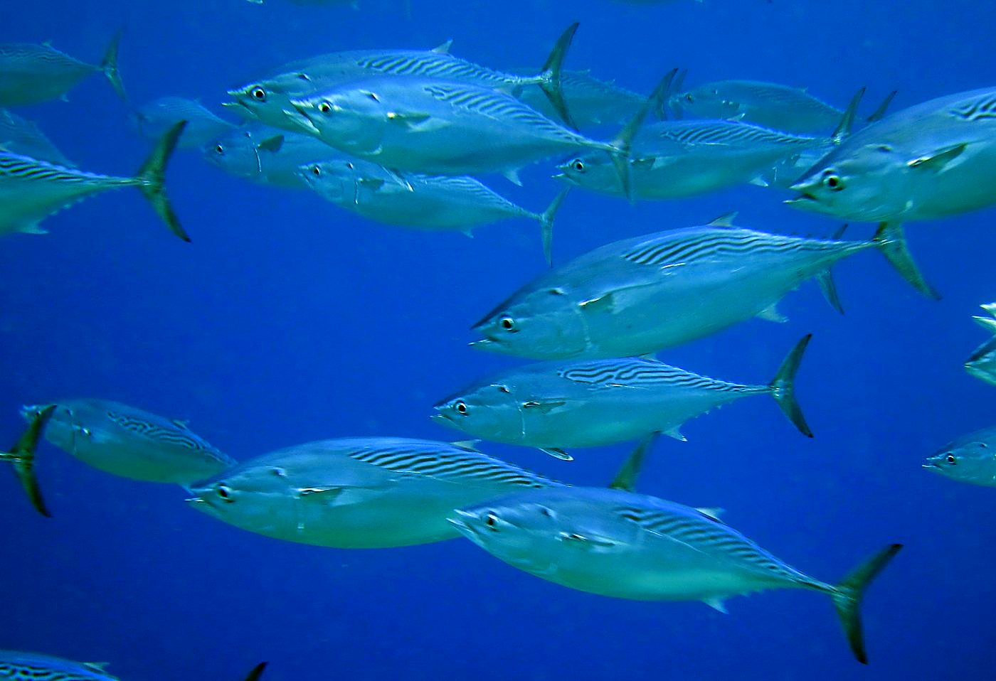 Outer Reef, West Side 29