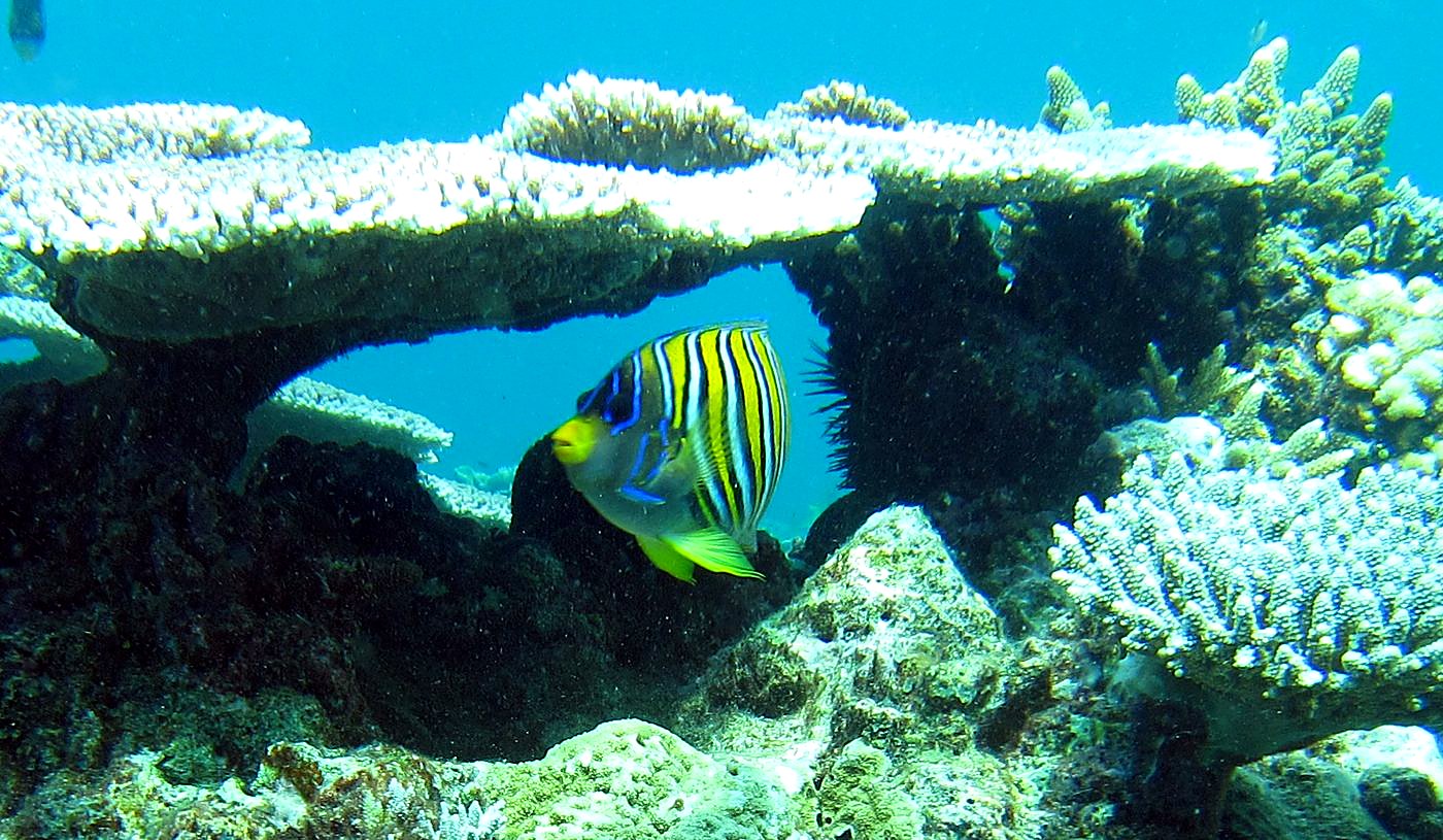 Reef Top, East Side 1