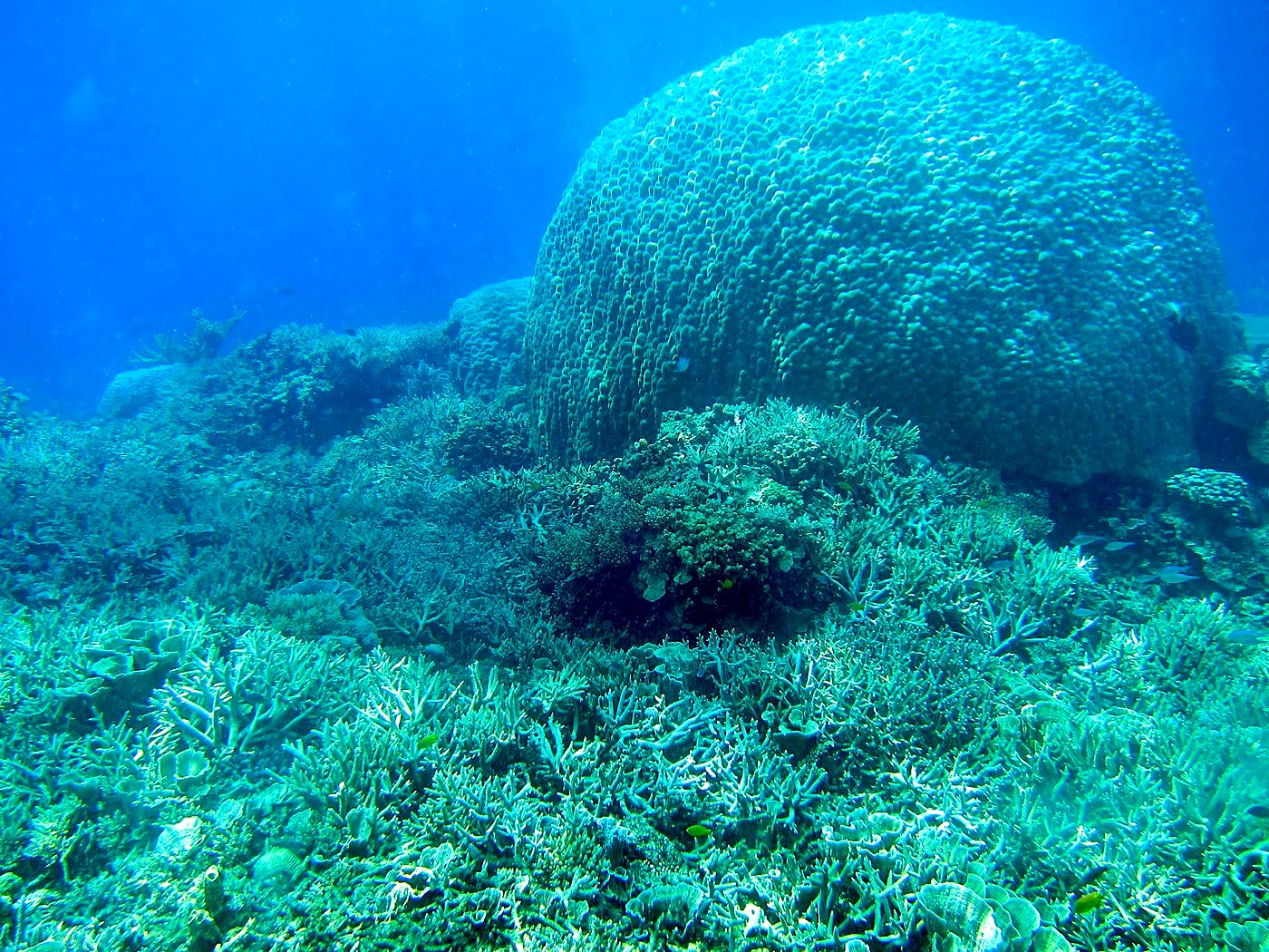 Reef Top, East Side 2