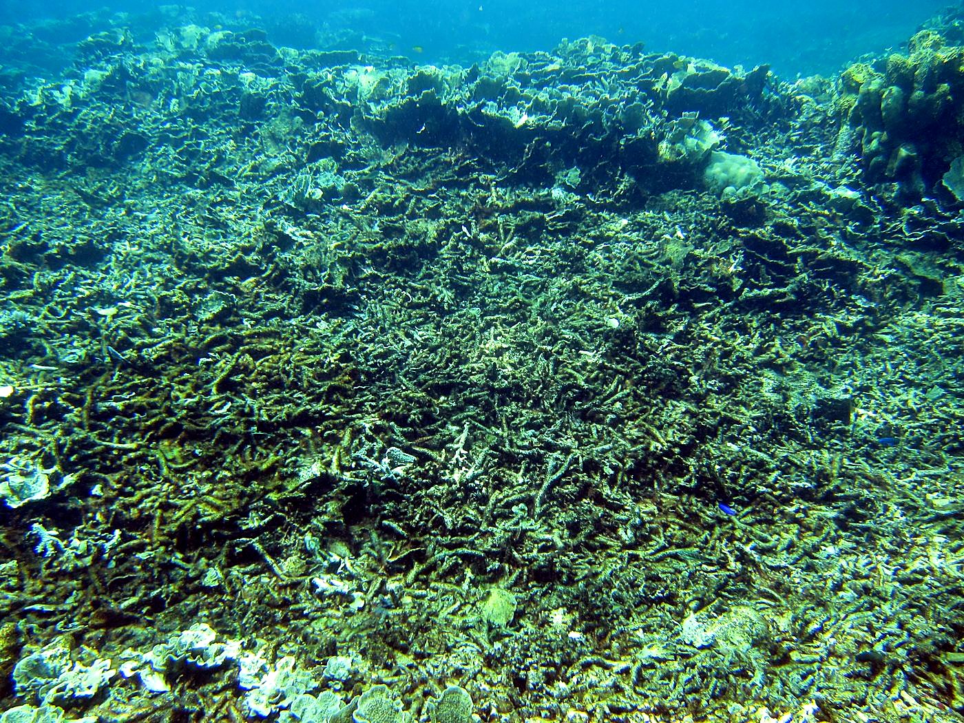 Reef Top, East Side 3