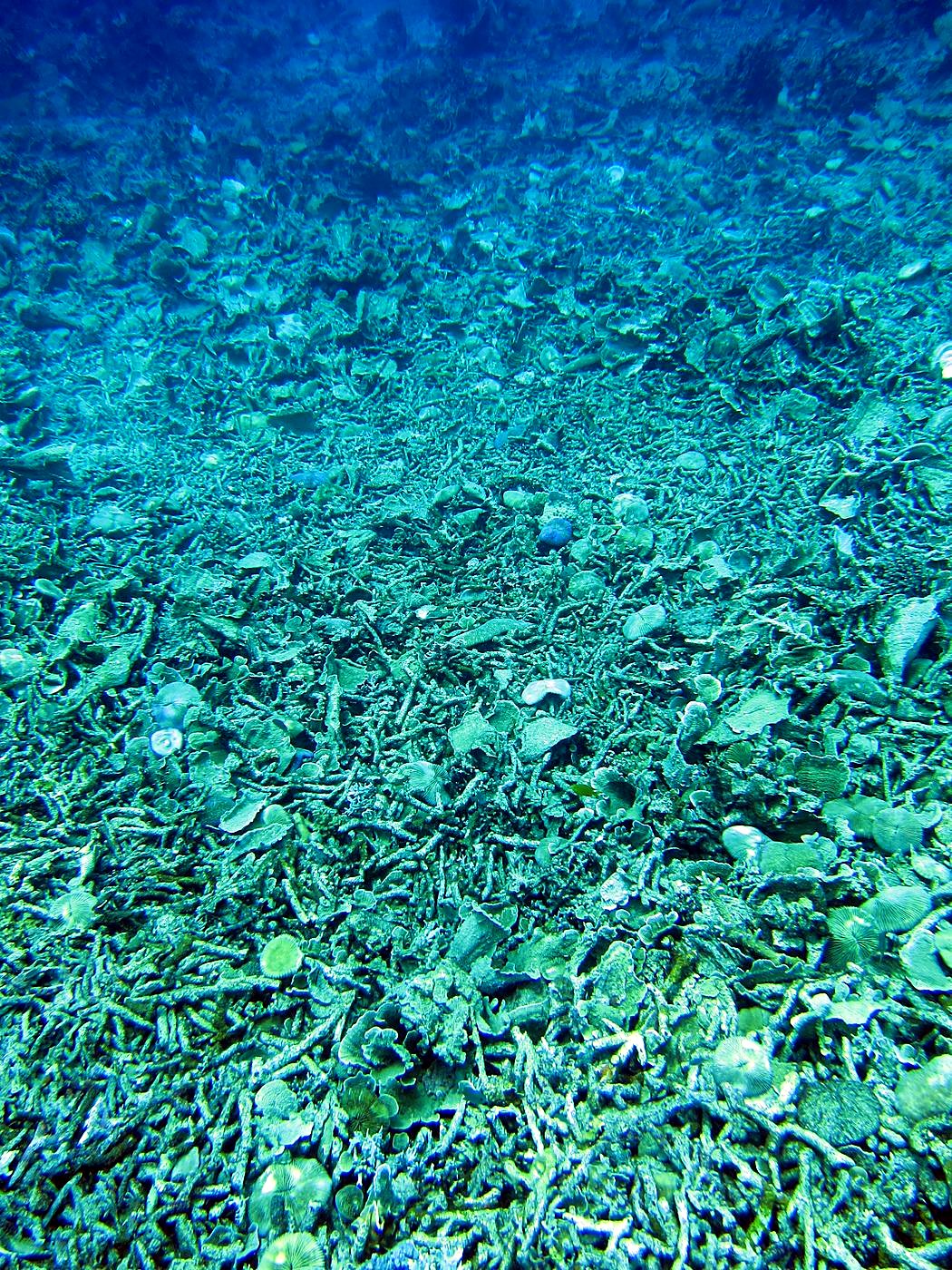 Reef Top, East Side 4