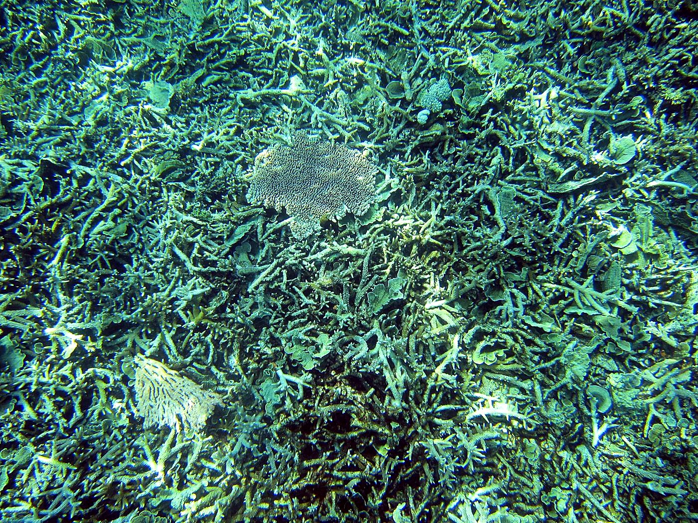 Reef Top, East Side 5