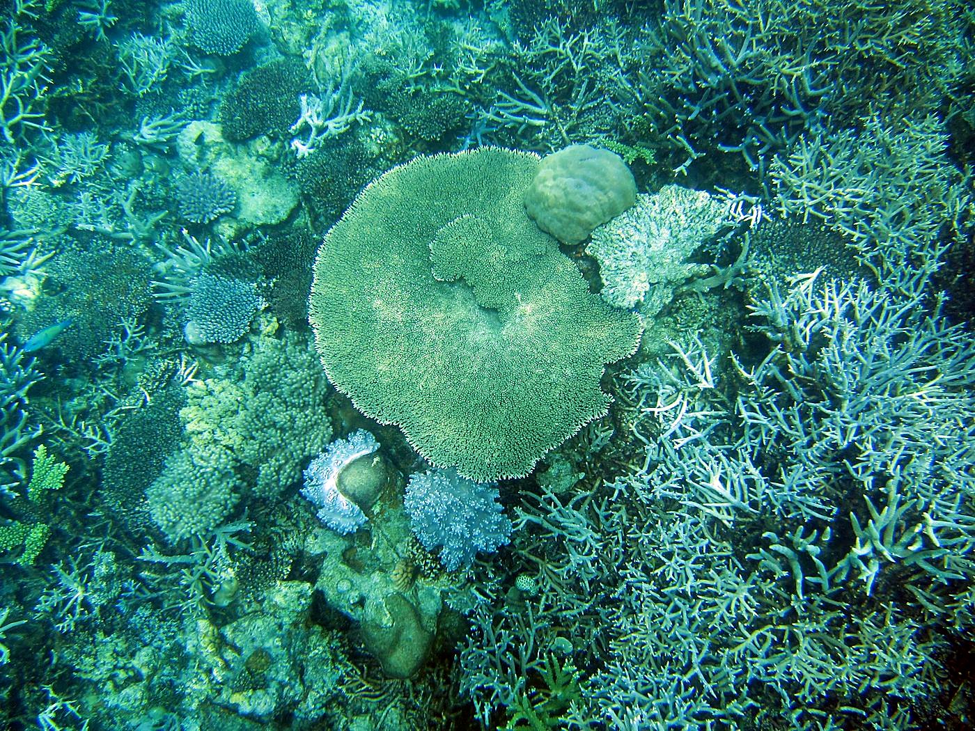 Reef Top, East Side 6