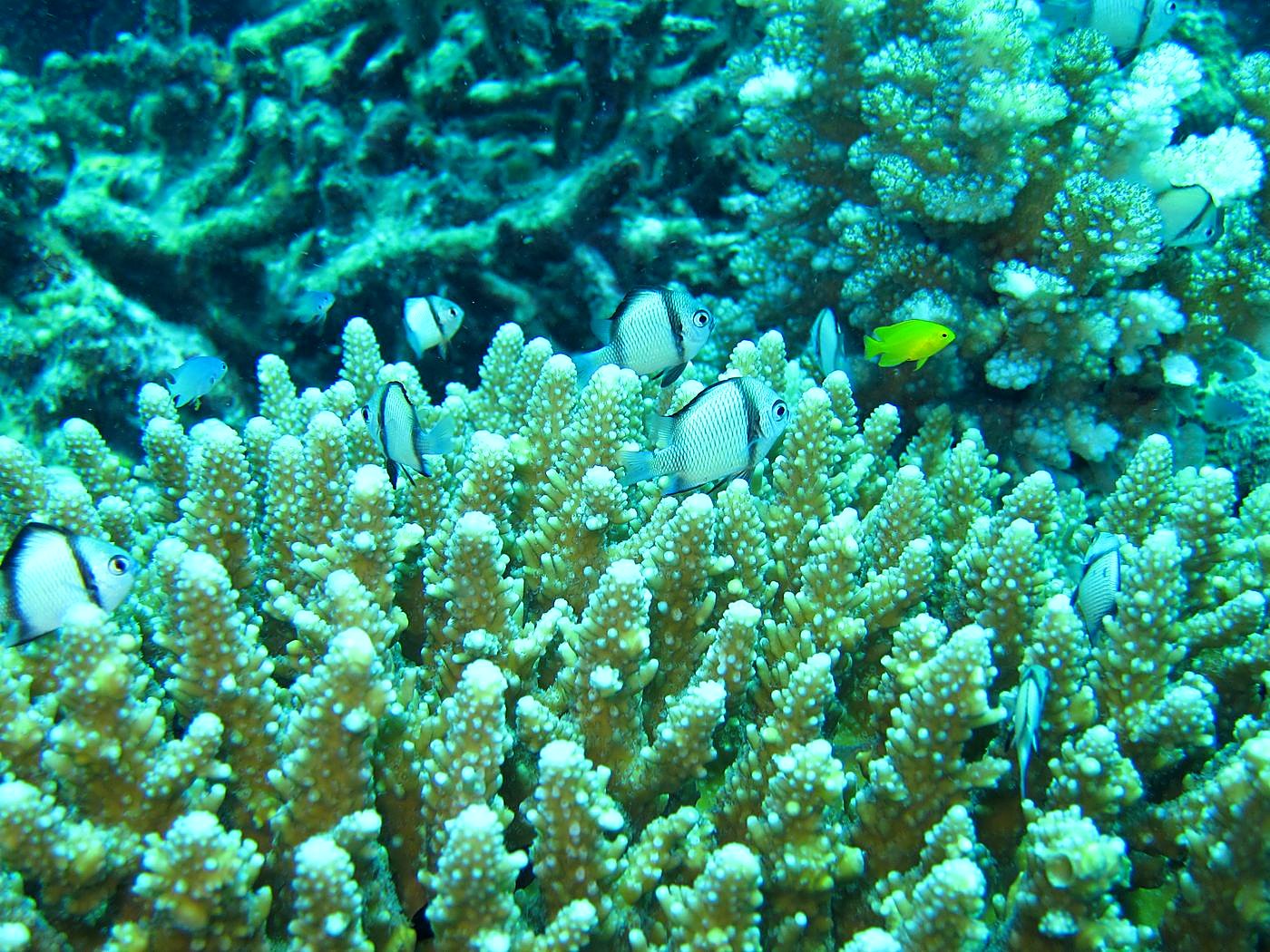 Reef Top, East Side 7