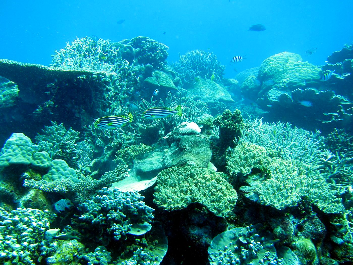 Reef Top, East Side 8