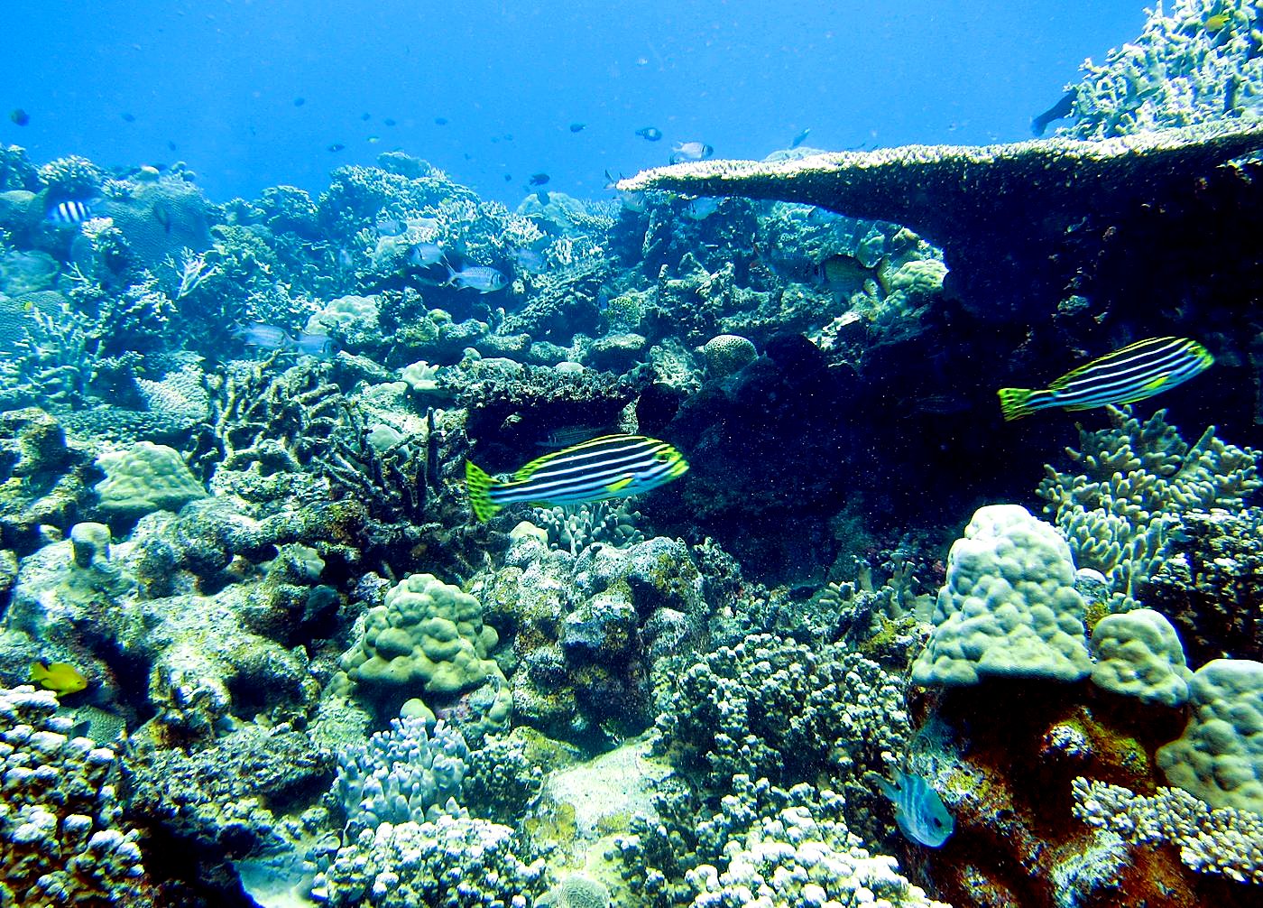 Reef Top, East Side 9