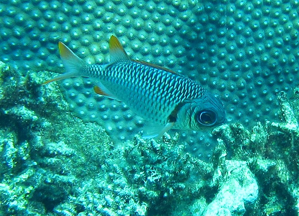 Reef Top, East Side 10