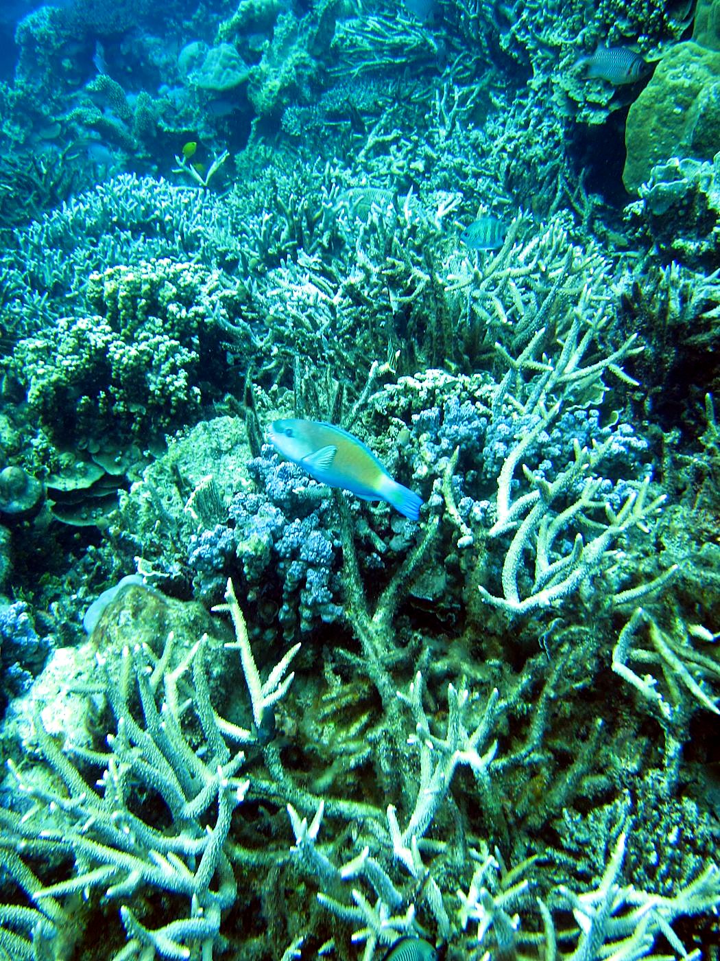 Reef Top, East Side 11