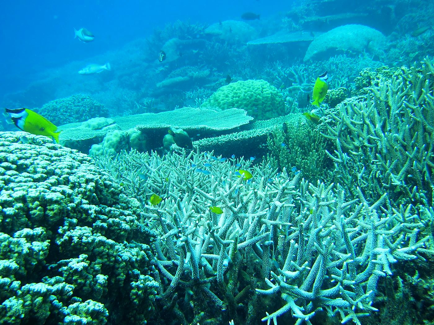 Reef Top, East Side 12