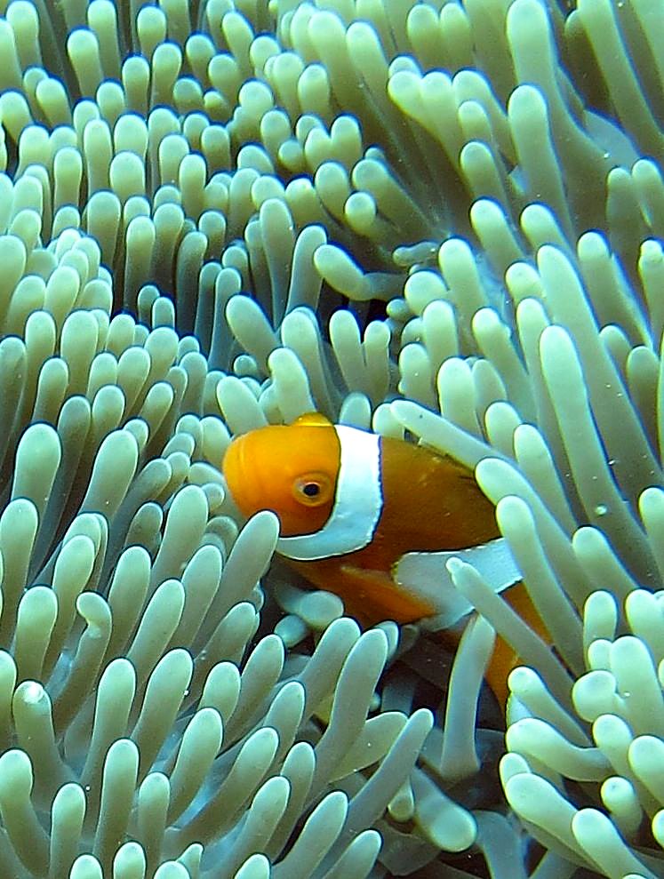 Reef Top, East Side 13
