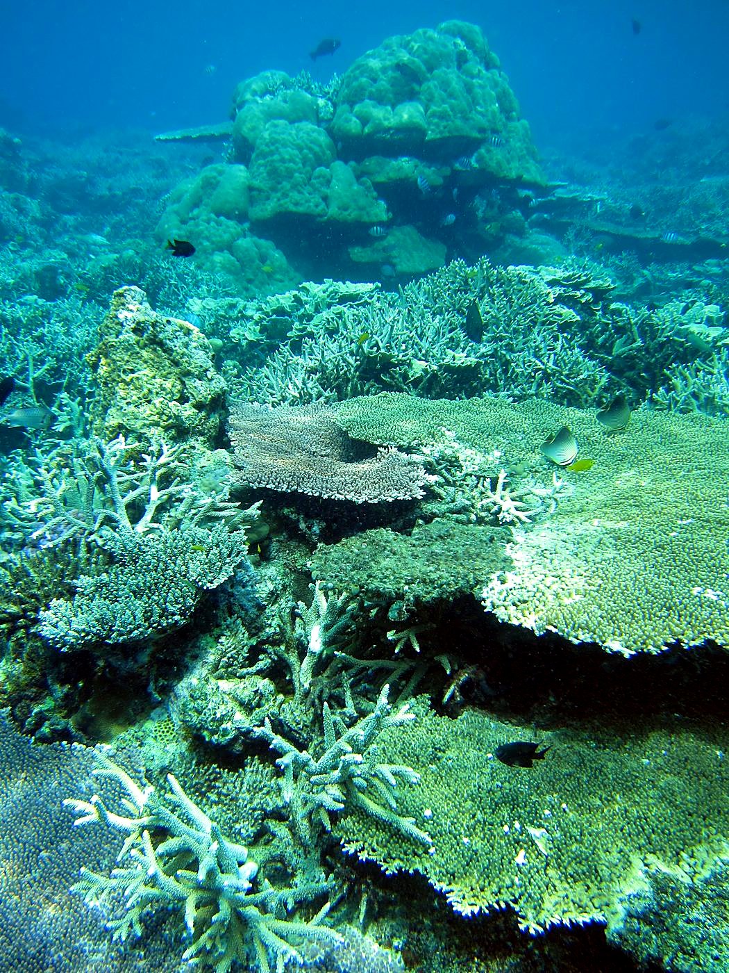 Reef Top, East Side 14