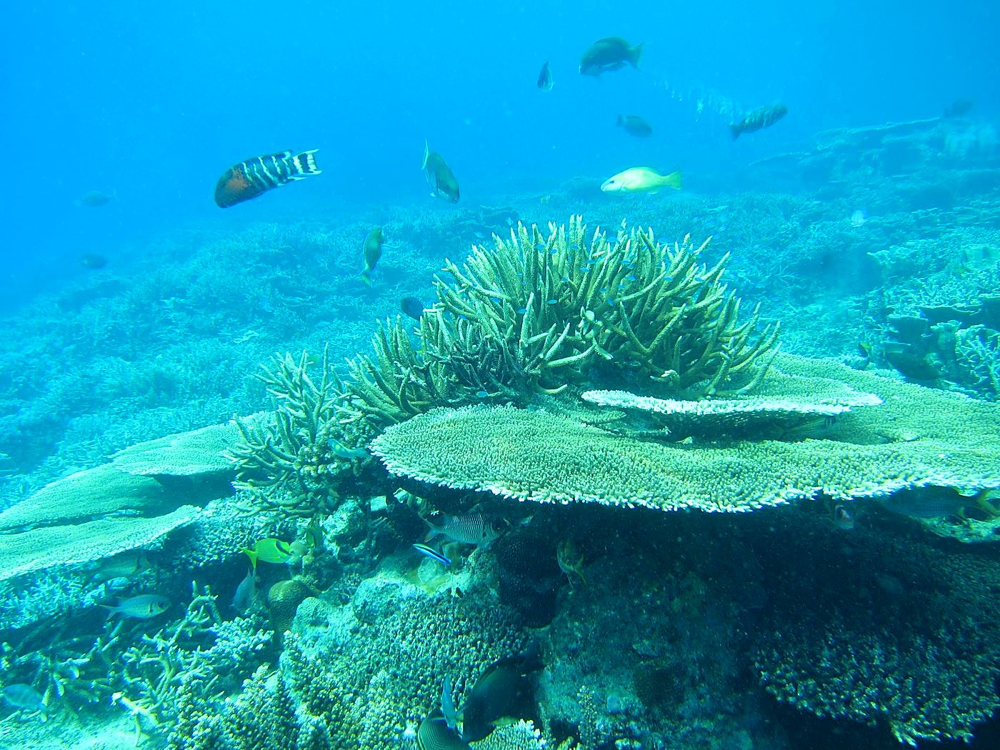 Reef Top, East Side 15