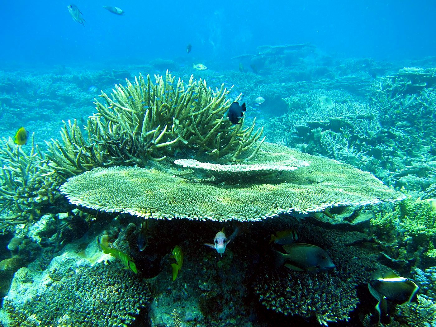 Reef Top, East Side 16