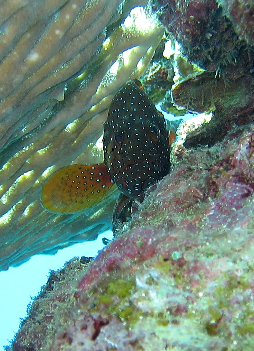 Reef Top, East Side 17