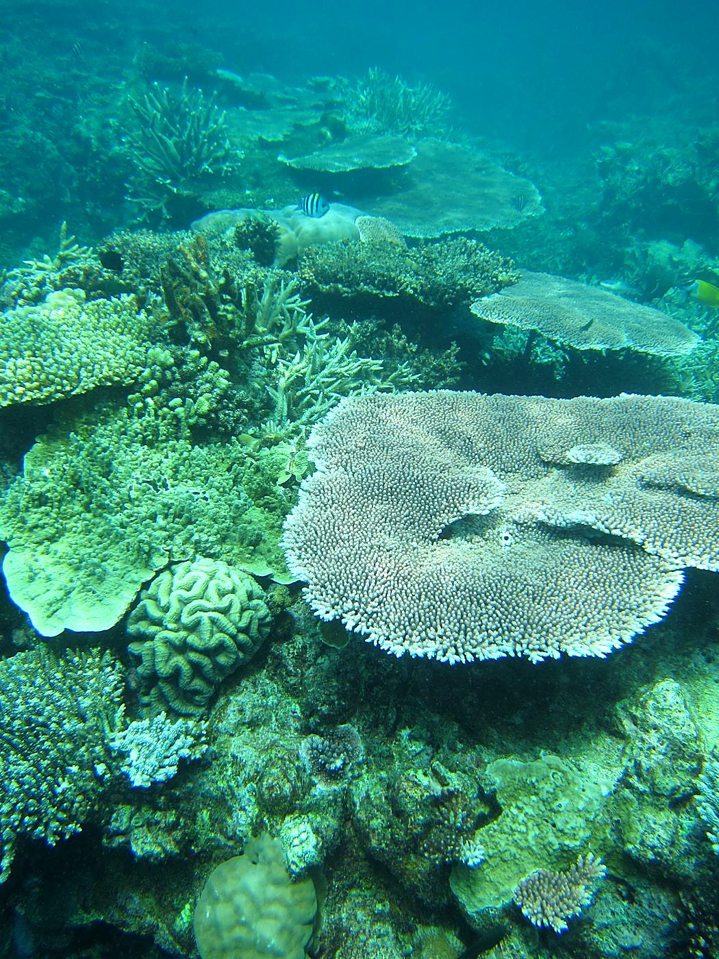 Reef Top, East Side 18