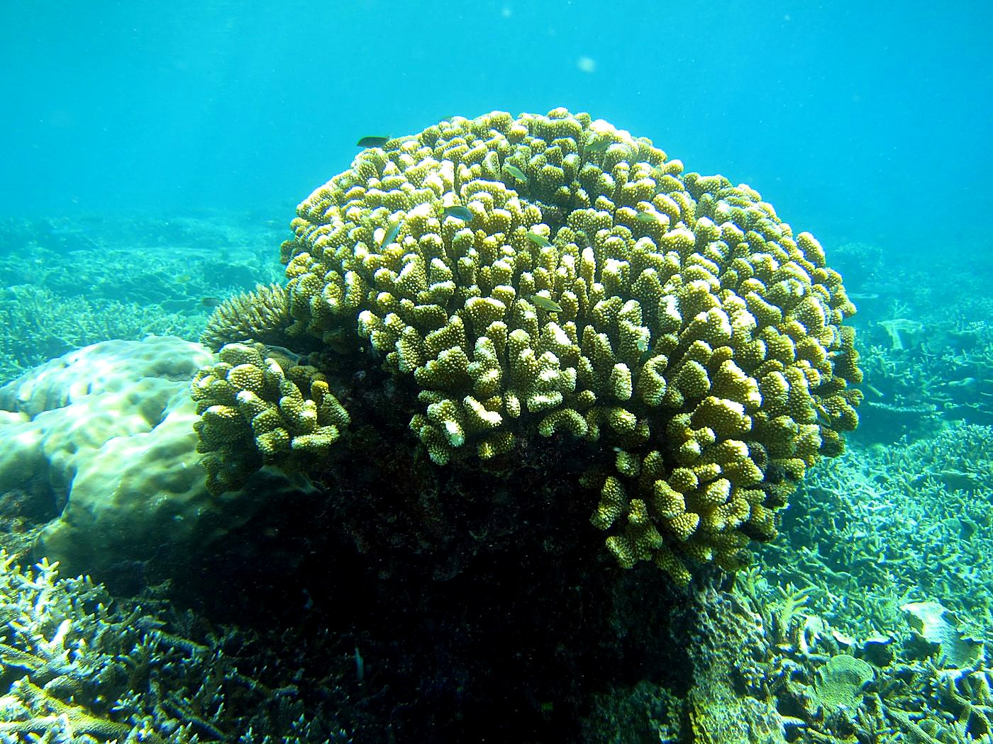 Reef Top, East Side 19
