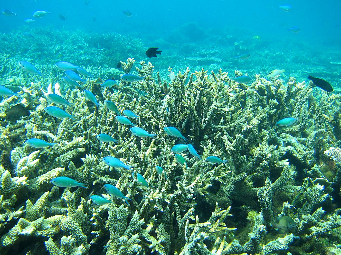 Reef Top, East Side 20