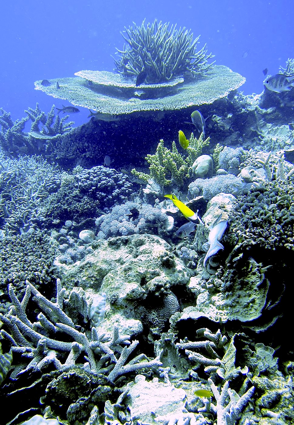Reef Top, East Side 21