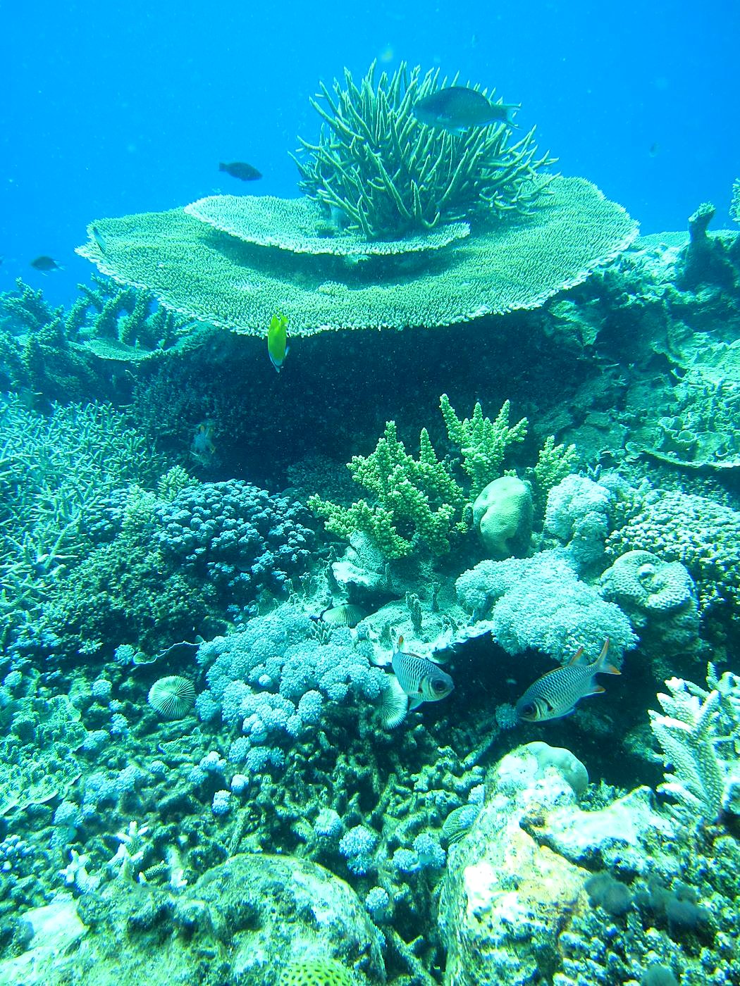 Reef Top, East Side 22