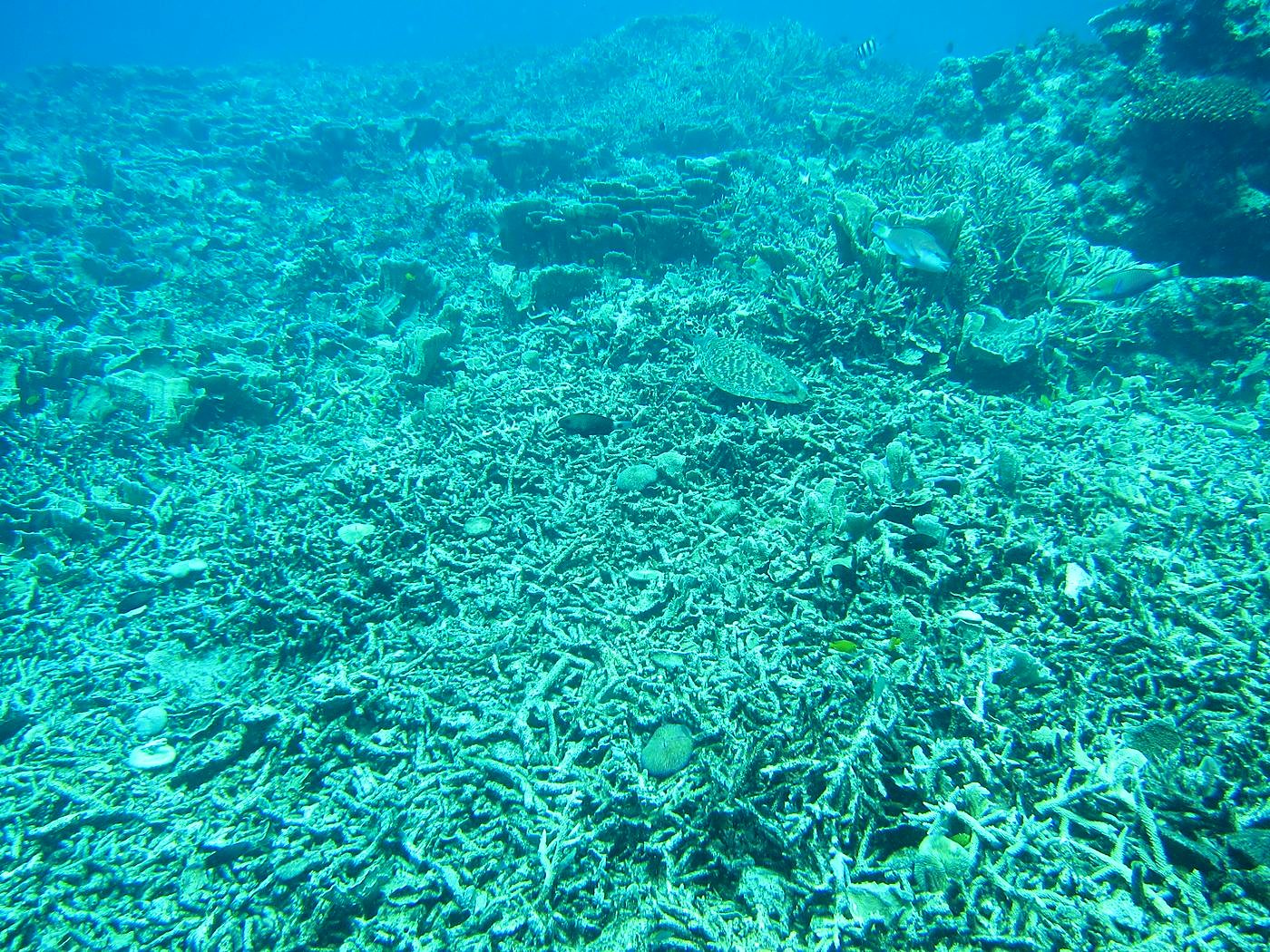 Reef Top, East Side 23