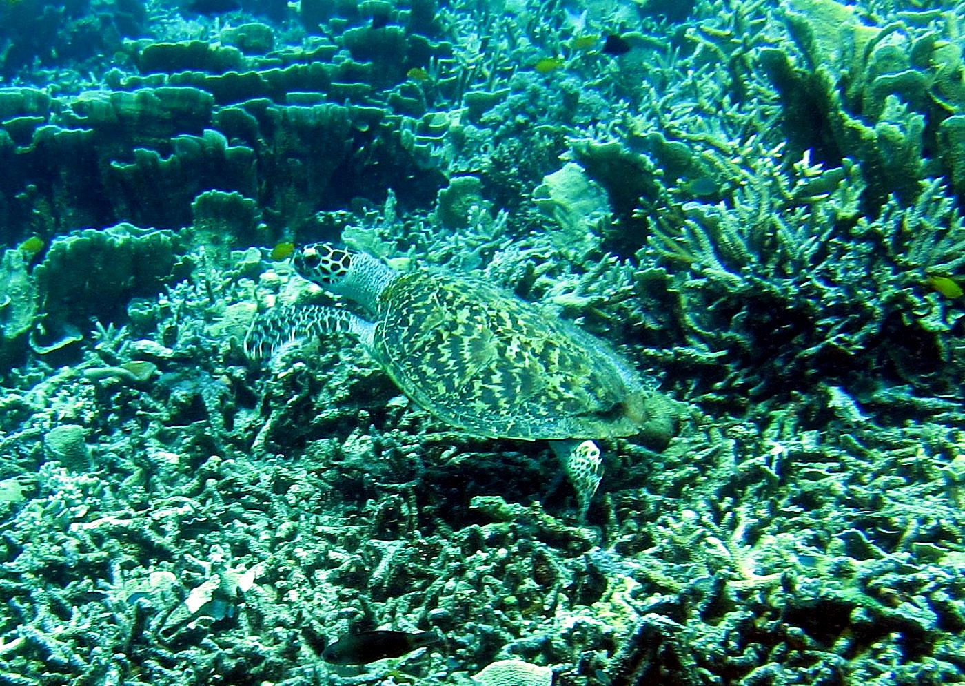 Reef Top, East Side 24