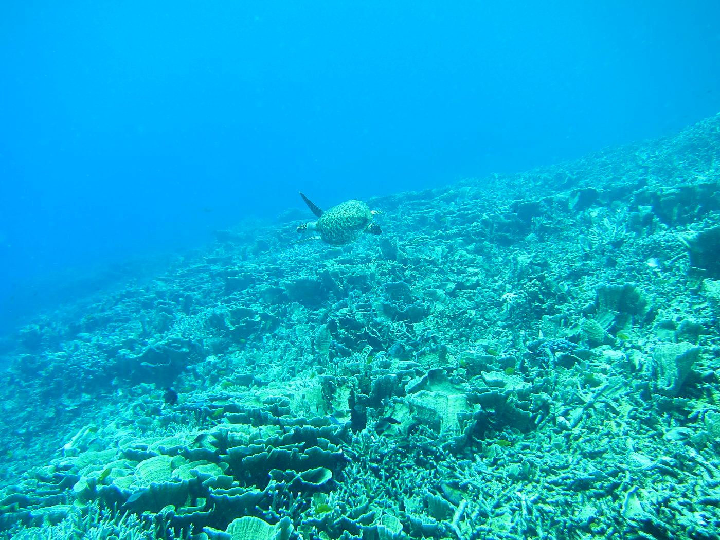 Reef Top, East Side 25