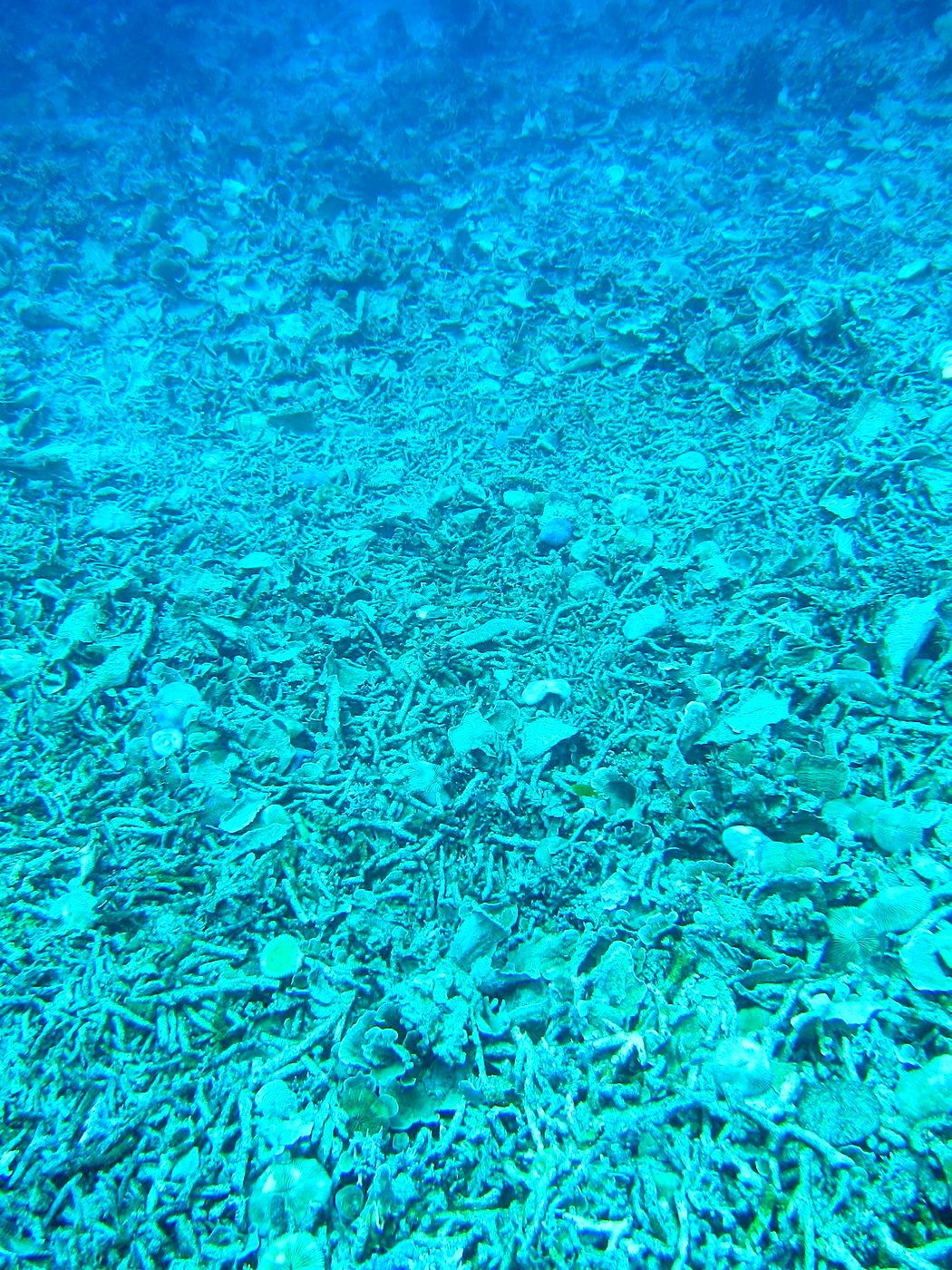 Reef Top, East Side 26